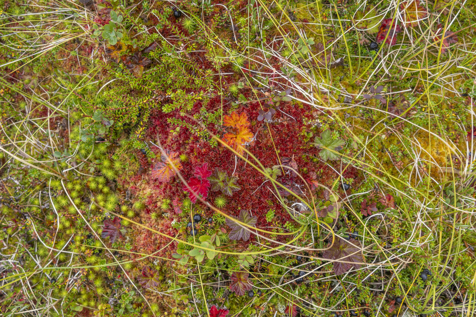 Klicke auf die Grafik für eine vergrößerte Ansicht

Name: Sjaunja_2024_373.jpg
Ansichten: 69
Größe: 1,50 MB
ID: 3349878