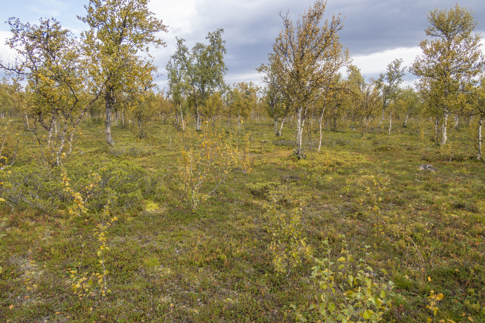 Klicke auf die Grafik für eine vergrößerte Ansicht

Name: Sjaunja_2024_366.jpg
Ansichten: 69
Größe: 1,45 MB
ID: 3349879