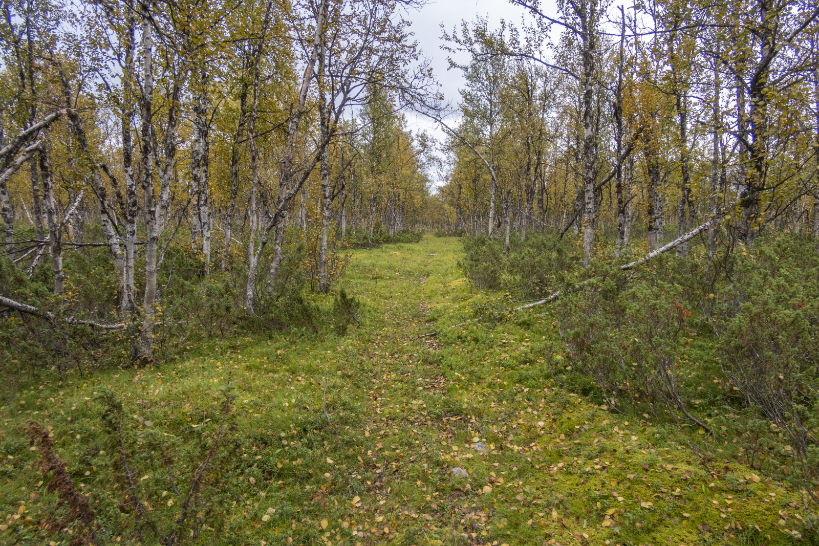 Klicke auf die Grafik für eine vergrößerte Ansicht

Name: Sjaunja_2024_368.jpg
Ansichten: 70
Größe: 1,55 MB
ID: 3349880