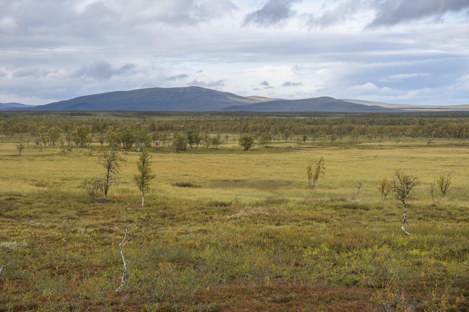 Klicke auf die Grafik für eine vergrößerte Ansicht

Name: Sjaunja_2024_379.jpg
Ansichten: 67
Größe: 903,4 KB
ID: 3349881