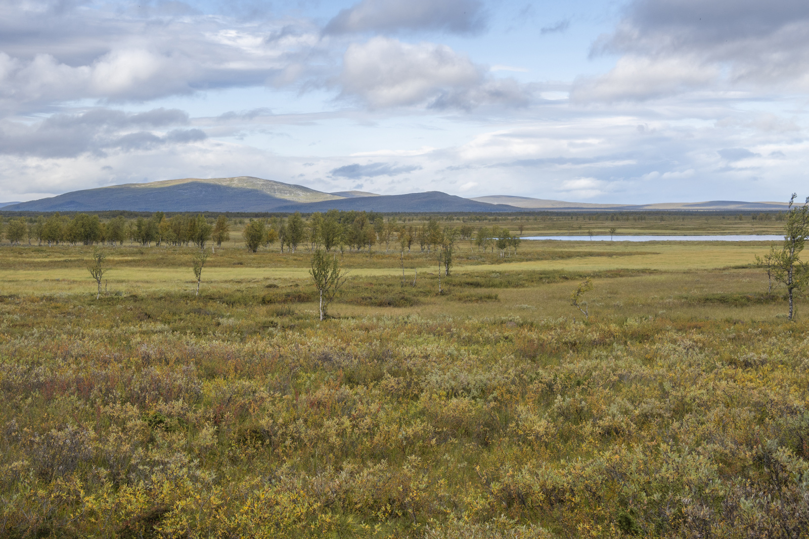 Klicke auf die Grafik für eine vergrößerte Ansicht

Name: Sjaunja_2024_384.jpg
Ansichten: 66
Größe: 977,7 KB
ID: 3349882