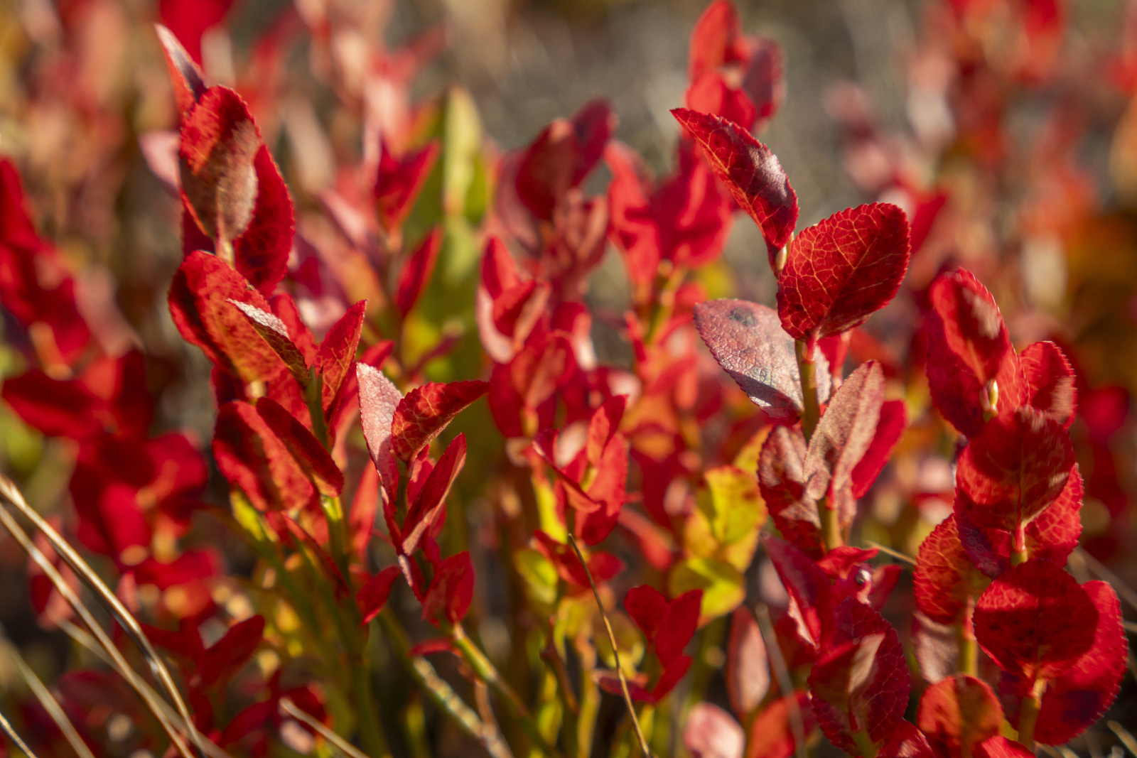 Klicke auf die Grafik für eine vergrößerte Ansicht

Name: Sjaunja_2024_432.jpg
Ansichten: 67
Größe: 616,6 KB
ID: 3349884