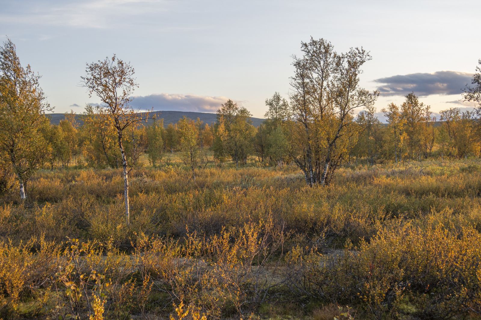 Klicke auf die Grafik für eine vergrößerte Ansicht

Name: Sjaunja_2024_454.jpg
Ansichten: 68
Größe: 1,24 MB
ID: 3349886