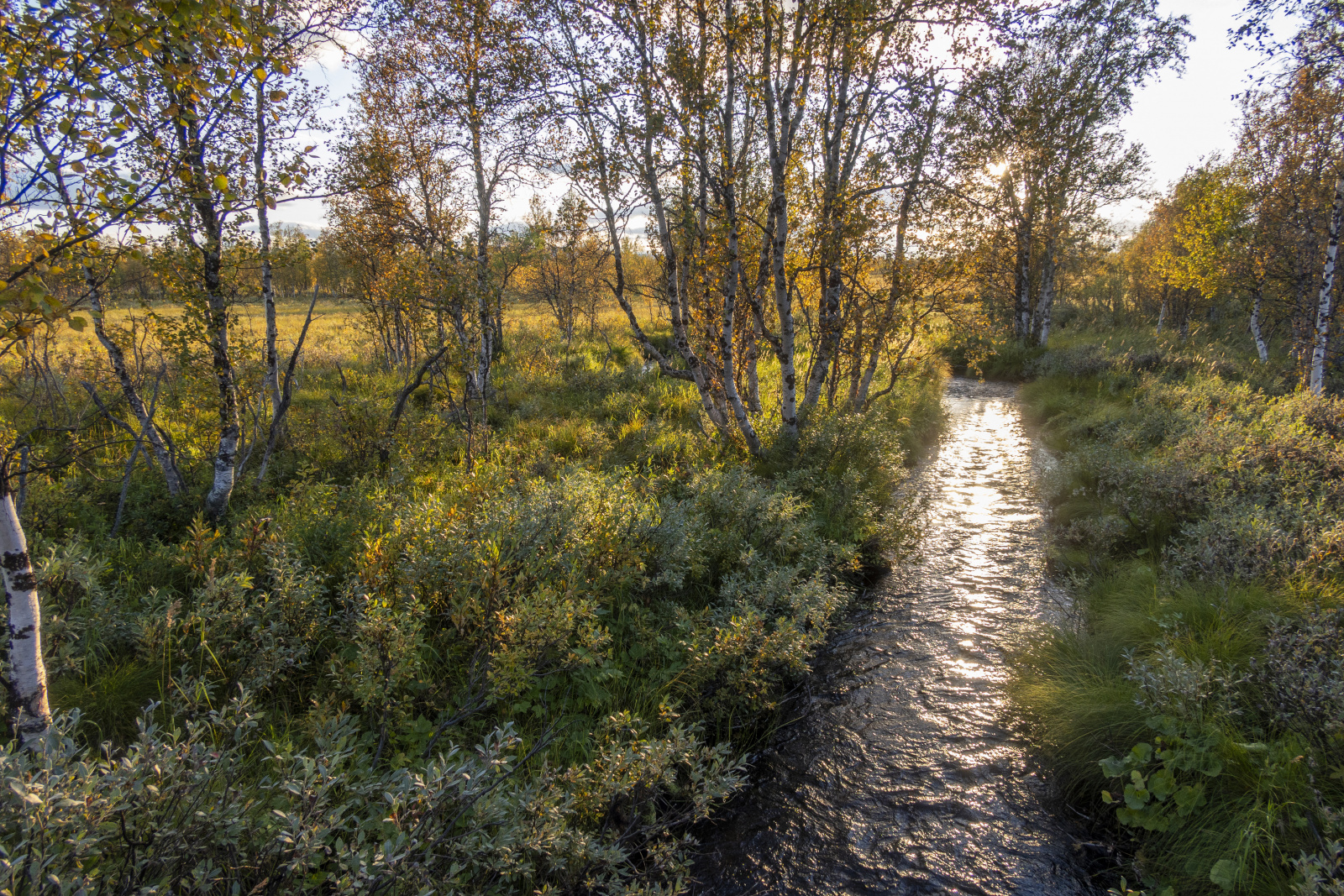 Klicke auf die Grafik für eine vergrößerte Ansicht

Name: Sjaunja_2024_443.jpg
Ansichten: 70
Größe: 1,60 MB
ID: 3349887