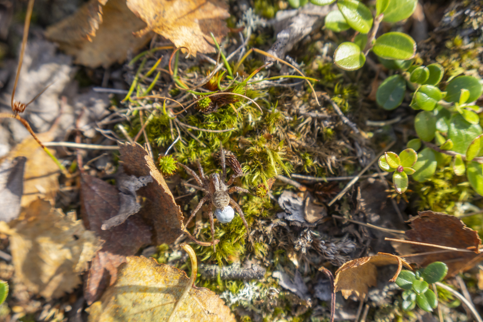 Klicke auf die Grafik für eine vergrößerte Ansicht

Name: Sjaunja_2024_461.jpg
Ansichten: 67
Größe: 832,1 KB
ID: 3349888