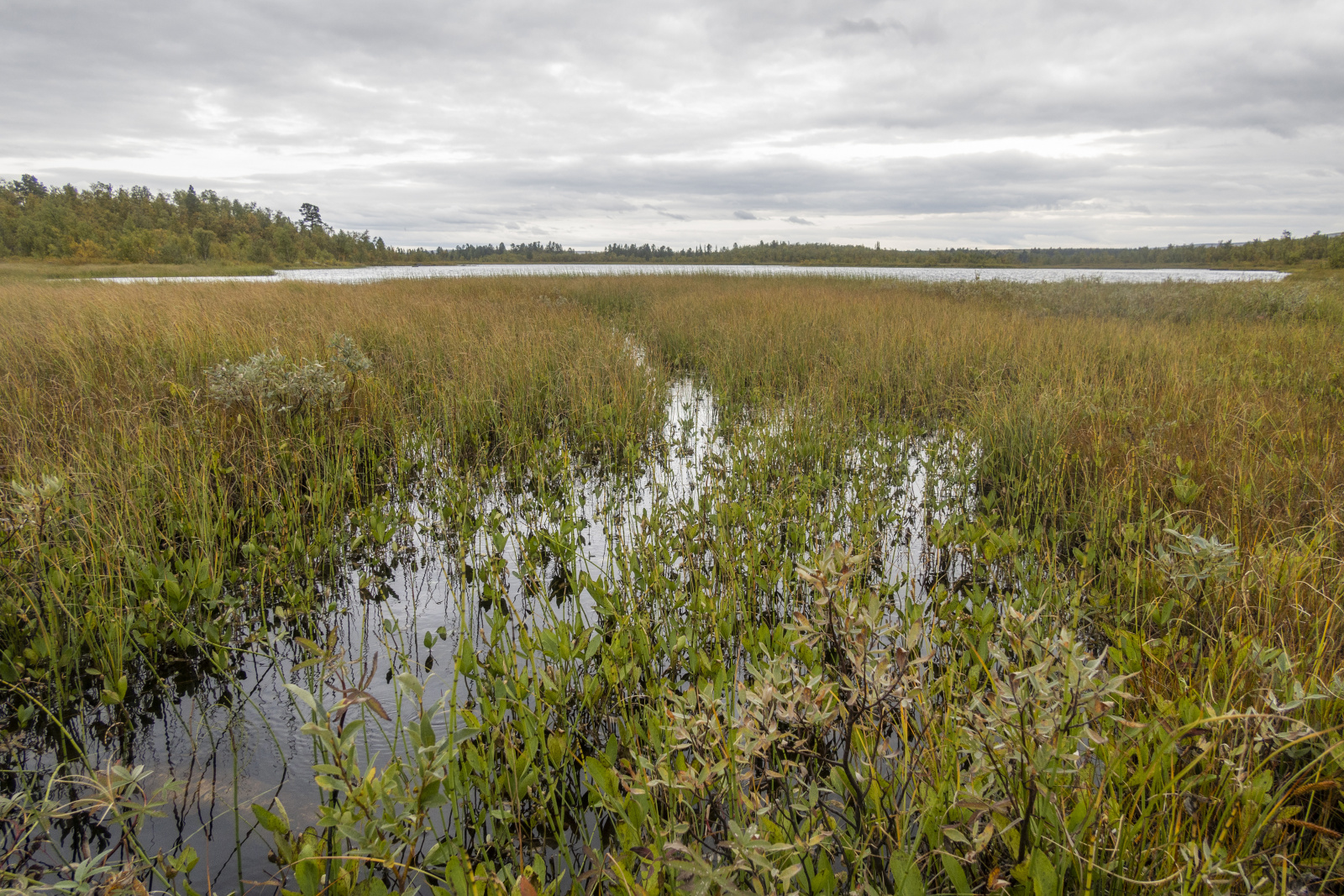 Klicke auf die Grafik für eine vergrößerte Ansicht

Name: Sjaunja_2024_507.jpg
Ansichten: 66
Größe: 1,08 MB
ID: 3349890