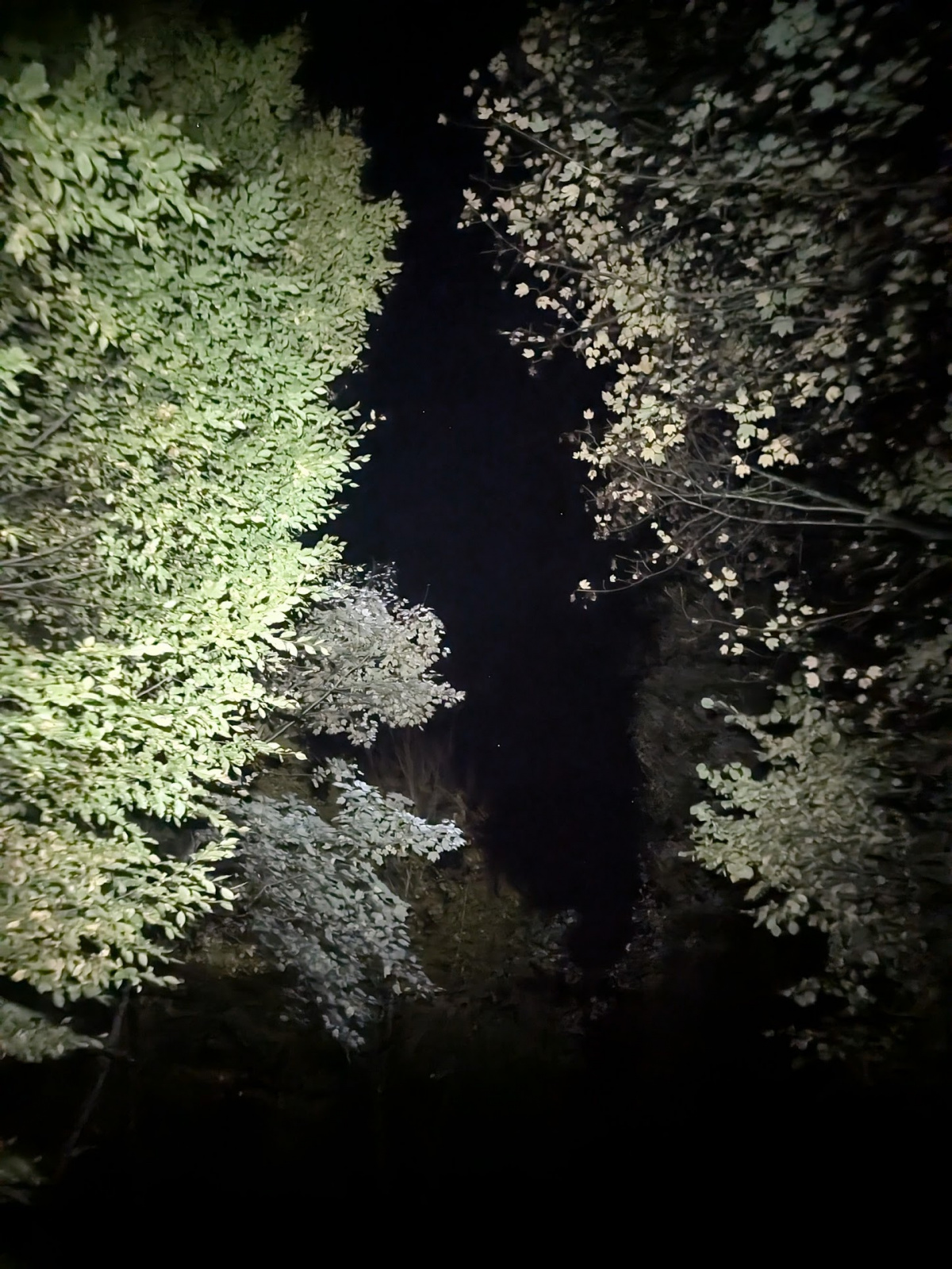 Klicke auf die Grafik für eine vergrößerte Ansicht

Name: PXL_20251103_042932265.NIGHT.jpg
Ansichten: 37
Größe: 680,5 KB
ID: 3350912