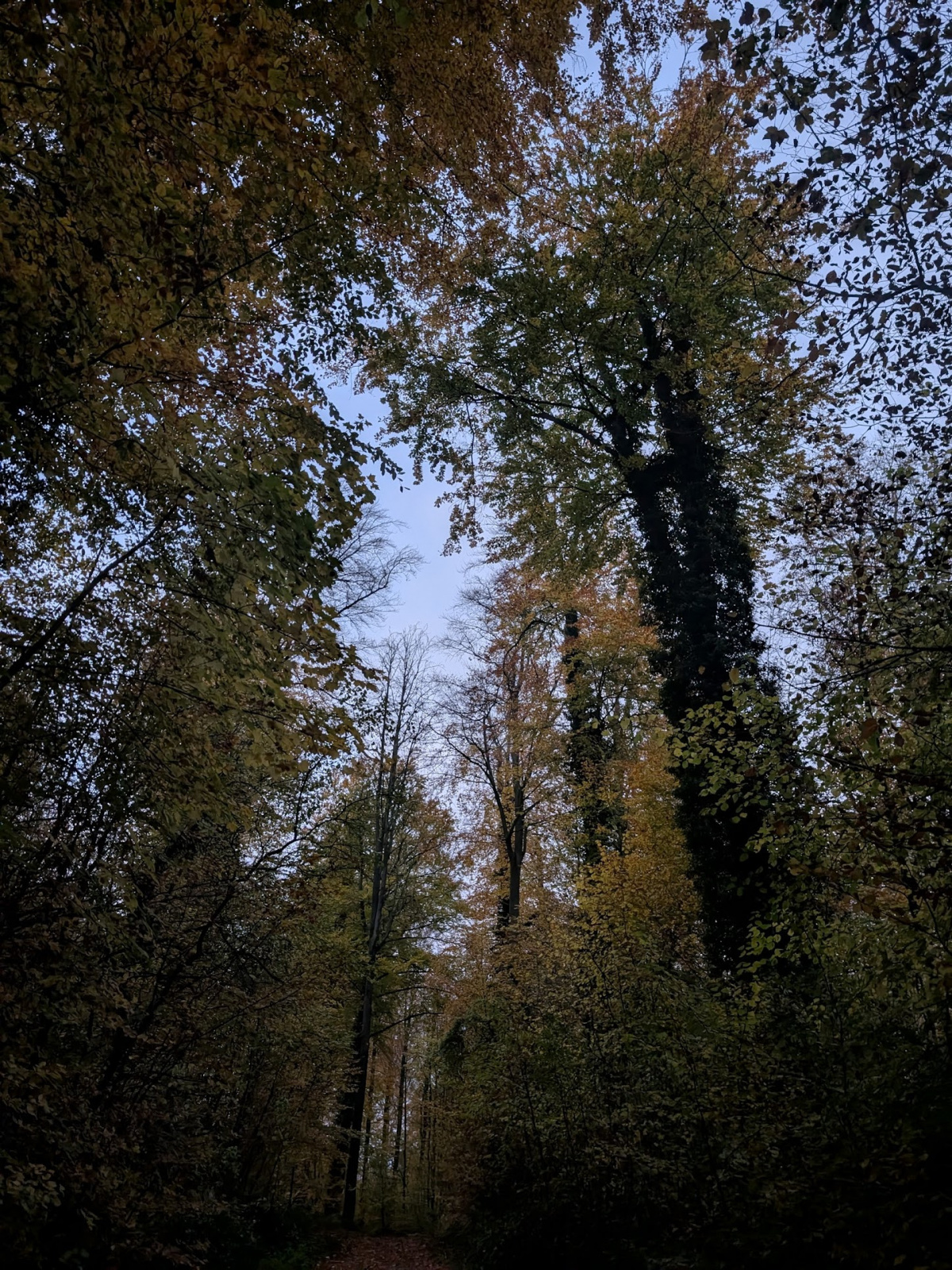 Klicke auf die Grafik für eine vergrößerte Ansicht

Name: PXL_20251103_055324987.jpg
Ansichten: 38
Größe: 1,25 MB
ID: 3350906