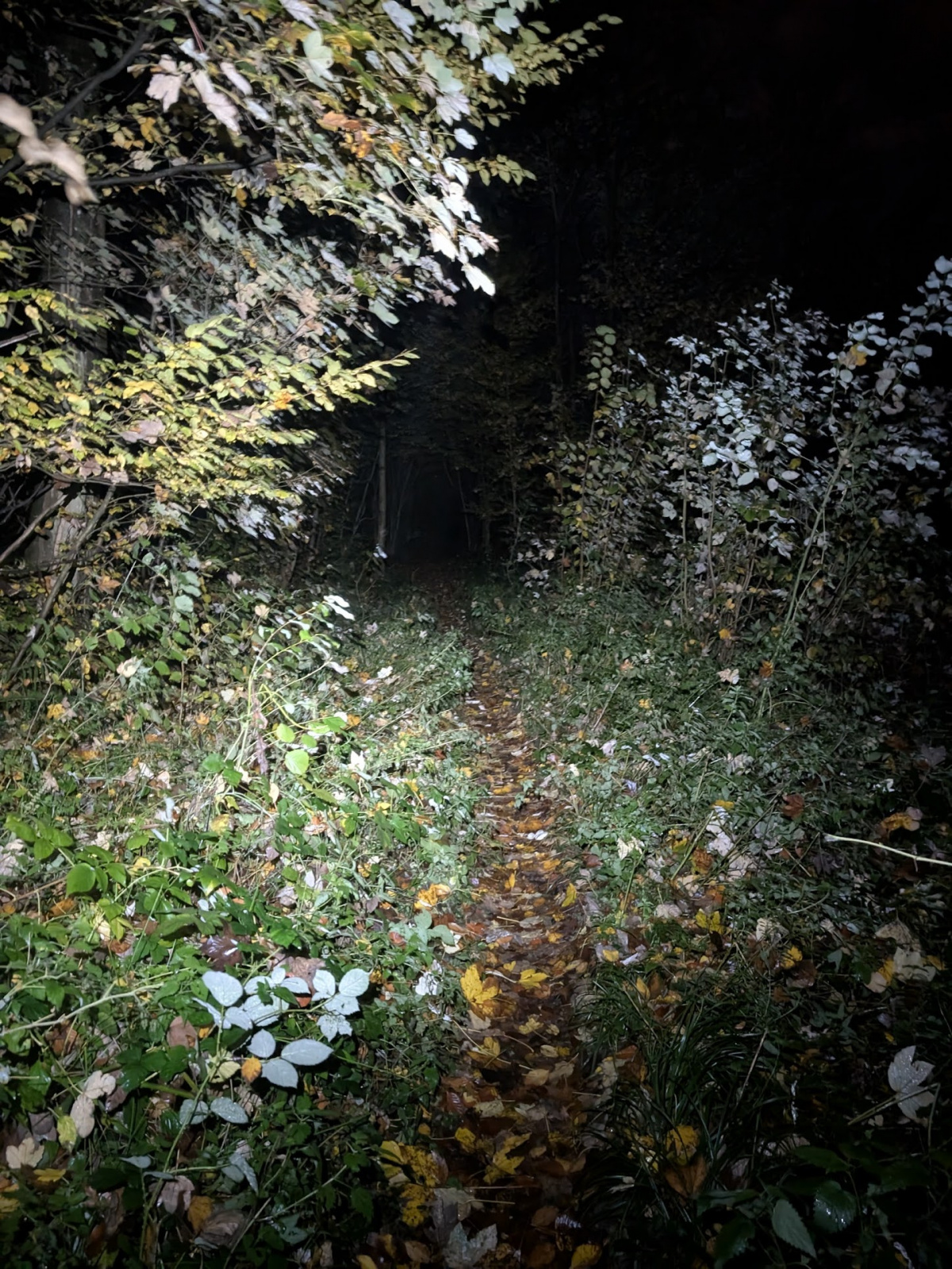 Klicke auf die Grafik für eine vergrößerte Ansicht

Name: PXL_20251103_045113036.NIGHT.jpg
Ansichten: 37
Größe: 1.010,1 KB
ID: 3350907