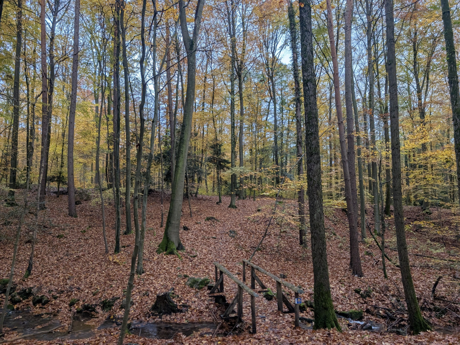 Klicke auf die Grafik für eine vergrößerte Ansicht

Name: PXL_20251103_071021990.jpg
Ansichten: 38
Größe: 1,47 MB
ID: 3350911