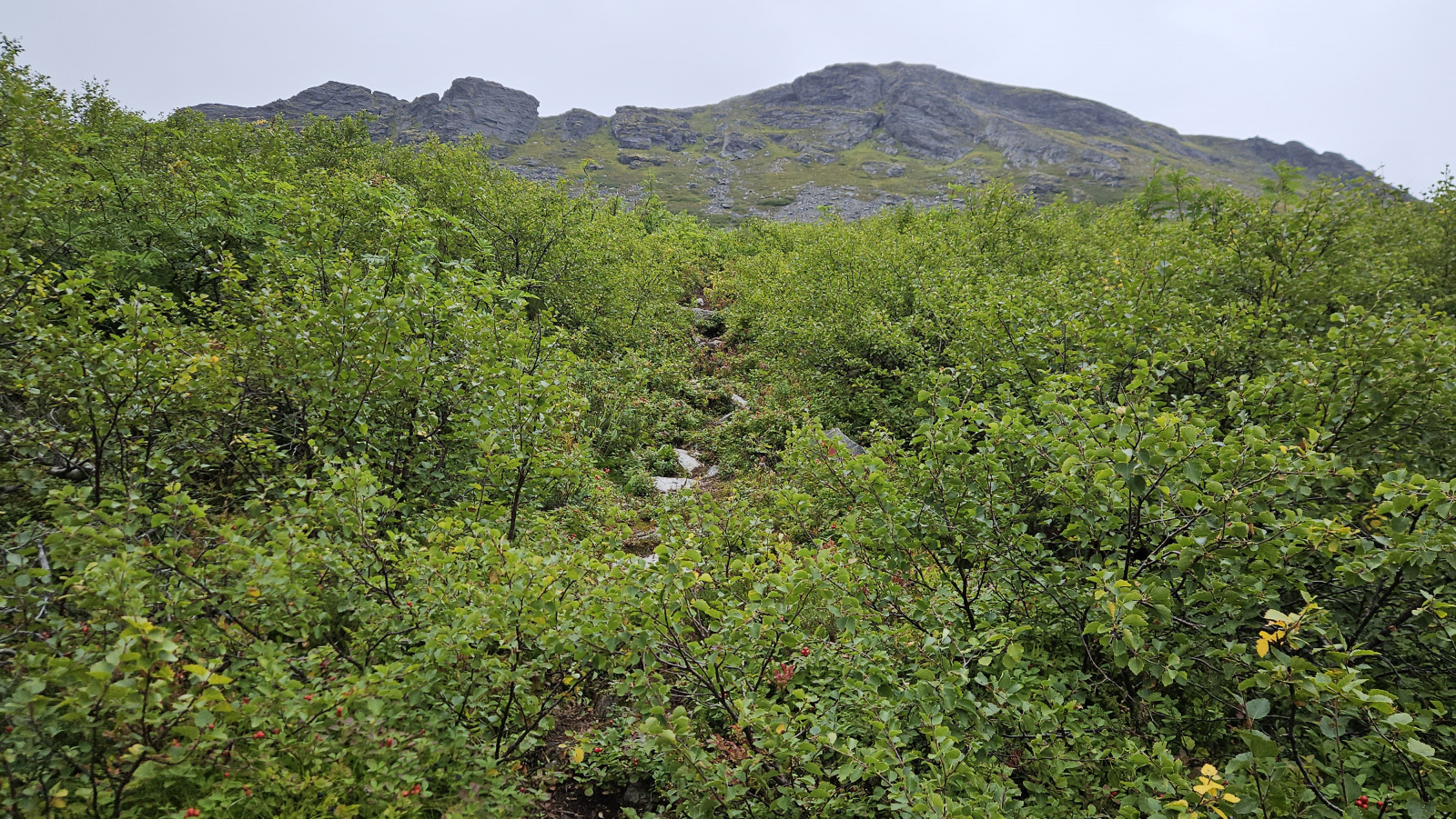 Klicke auf die Grafik für eine vergrößerte Ansicht

Name: 20250901_091229 in den Büschen.jpg
Ansichten: 197
Größe: 1,14 MB
ID: 3351104