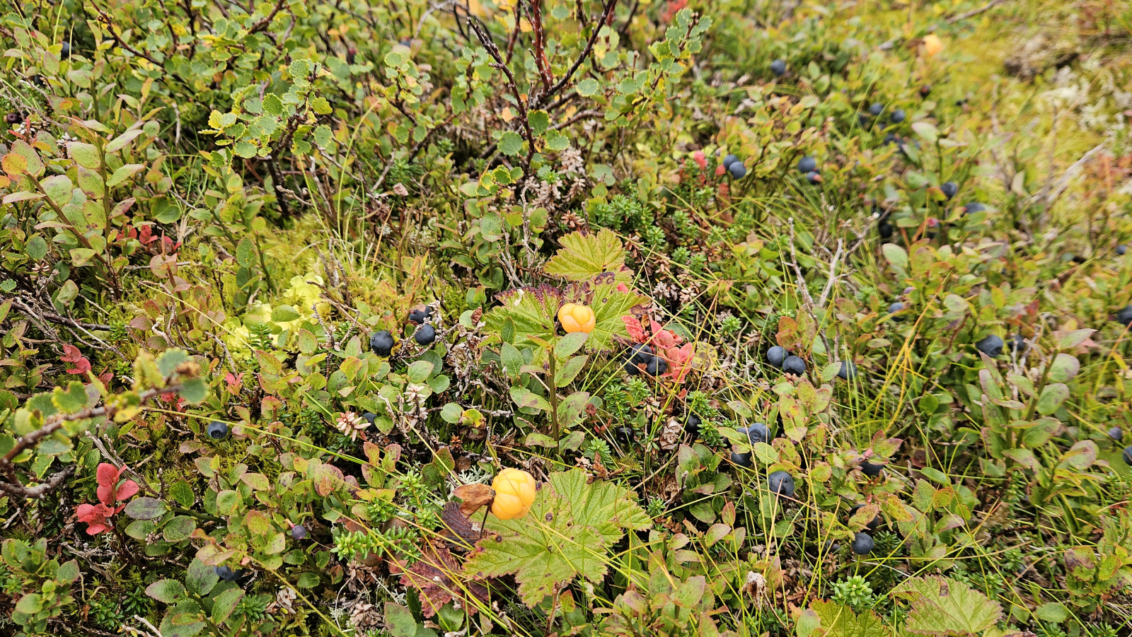 Klicke auf die Grafik für eine vergrößerte Ansicht

Name: 20250901_122022 Beeren.jpg
Ansichten: 195
Größe: 1,26 MB
ID: 3351111