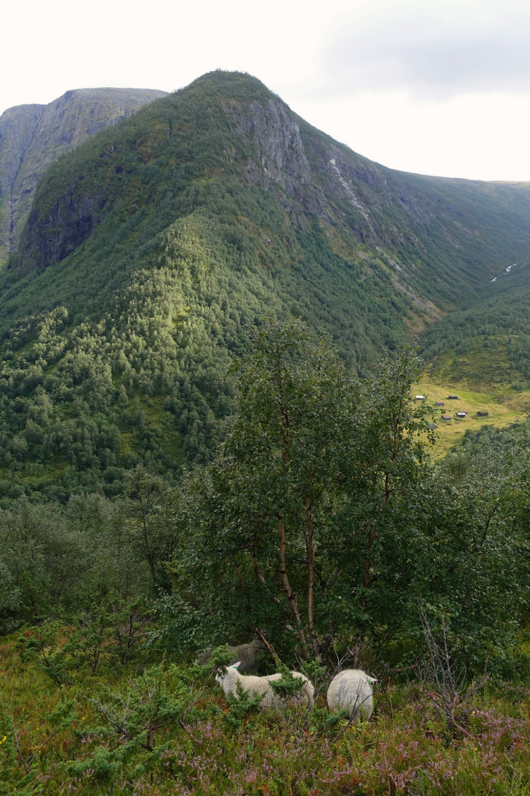 Klicke auf die Grafik für eine vergrößerte Ansicht

Name: 2025 Norge 0512.jpg
Ansichten: 355
Größe: 941,7 KB
ID: 3351473