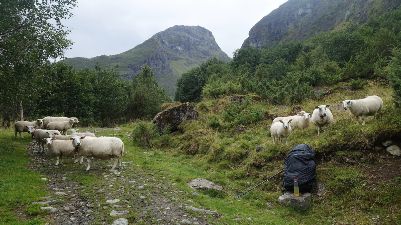 Klicke auf die Grafik für eine vergrößerte Ansicht

Name: 2025 Norge 0513.jpg
Ansichten: 354
Größe: 856,9 KB
ID: 3351474