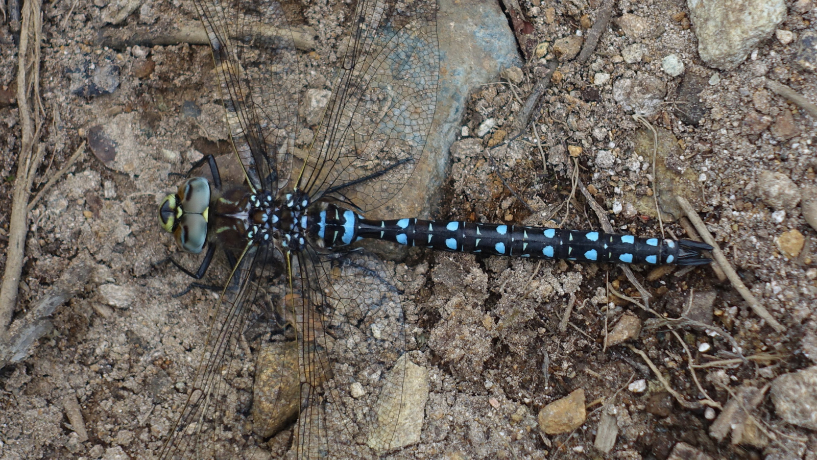 Klicke auf die Grafik für eine vergrößerte Ansicht

Name: 2025 Norge 0519.jpg
Ansichten: 353
Größe: 960,8 KB
ID: 3351480