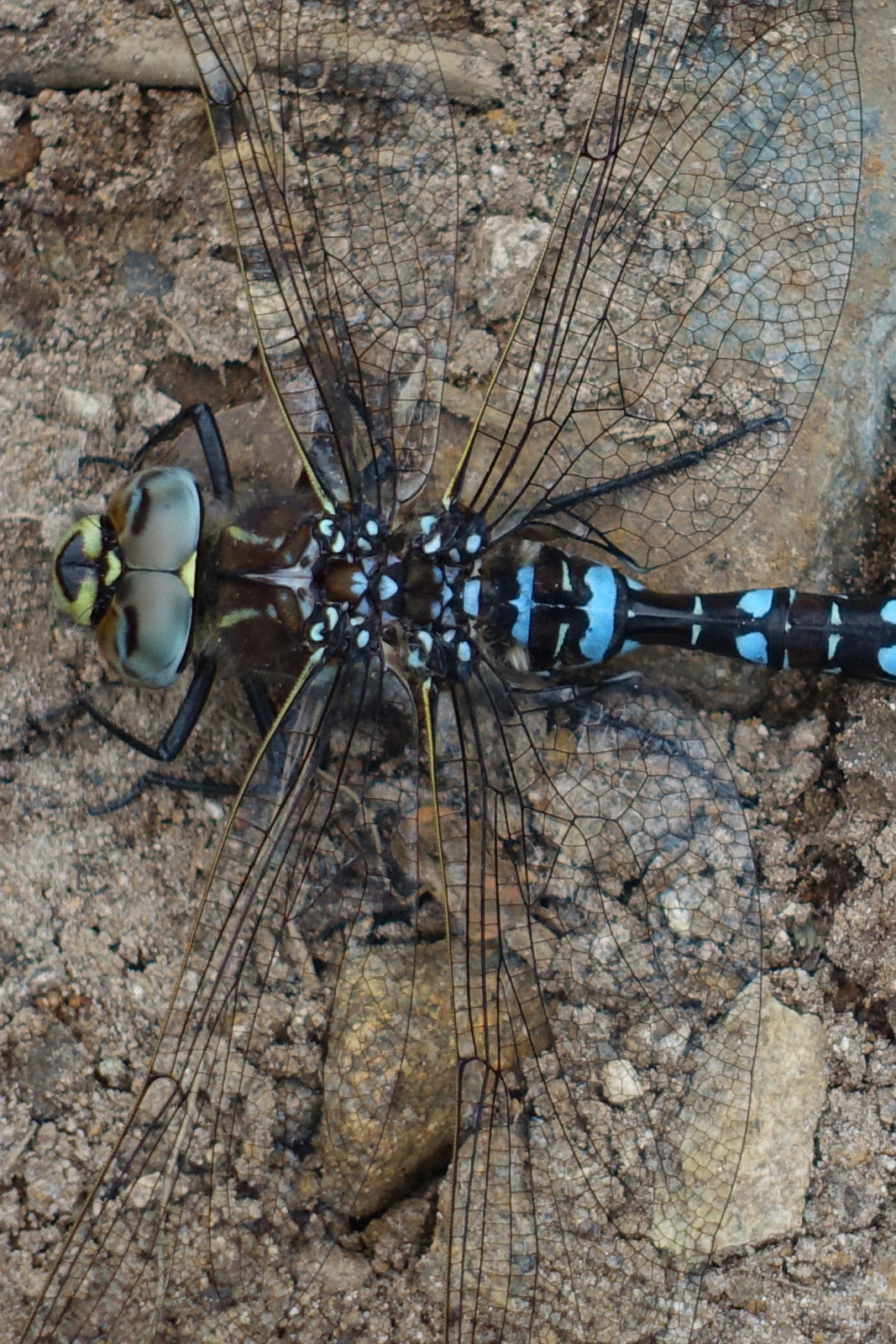 Klicke auf die Grafik für eine vergrößerte Ansicht

Name: 2025 Norge 0520.jpg
Ansichten: 353
Größe: 939,3 KB
ID: 3351483