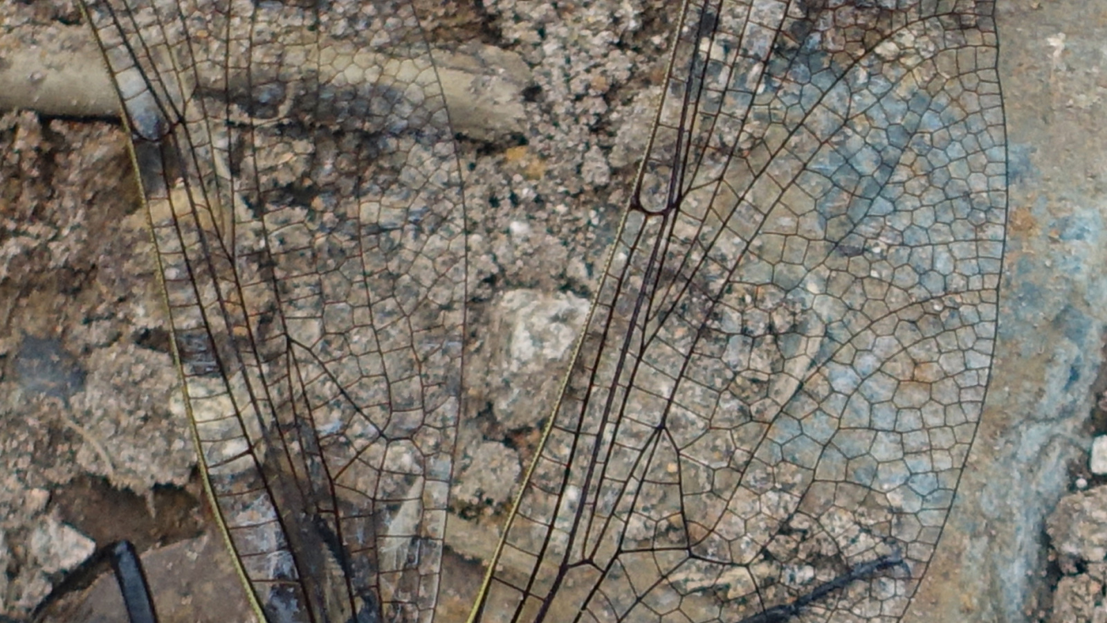 Klicke auf die Grafik für eine vergrößerte Ansicht

Name: 2025 Norge 0521.jpg
Ansichten: 344
Größe: 630,1 KB
ID: 3351484