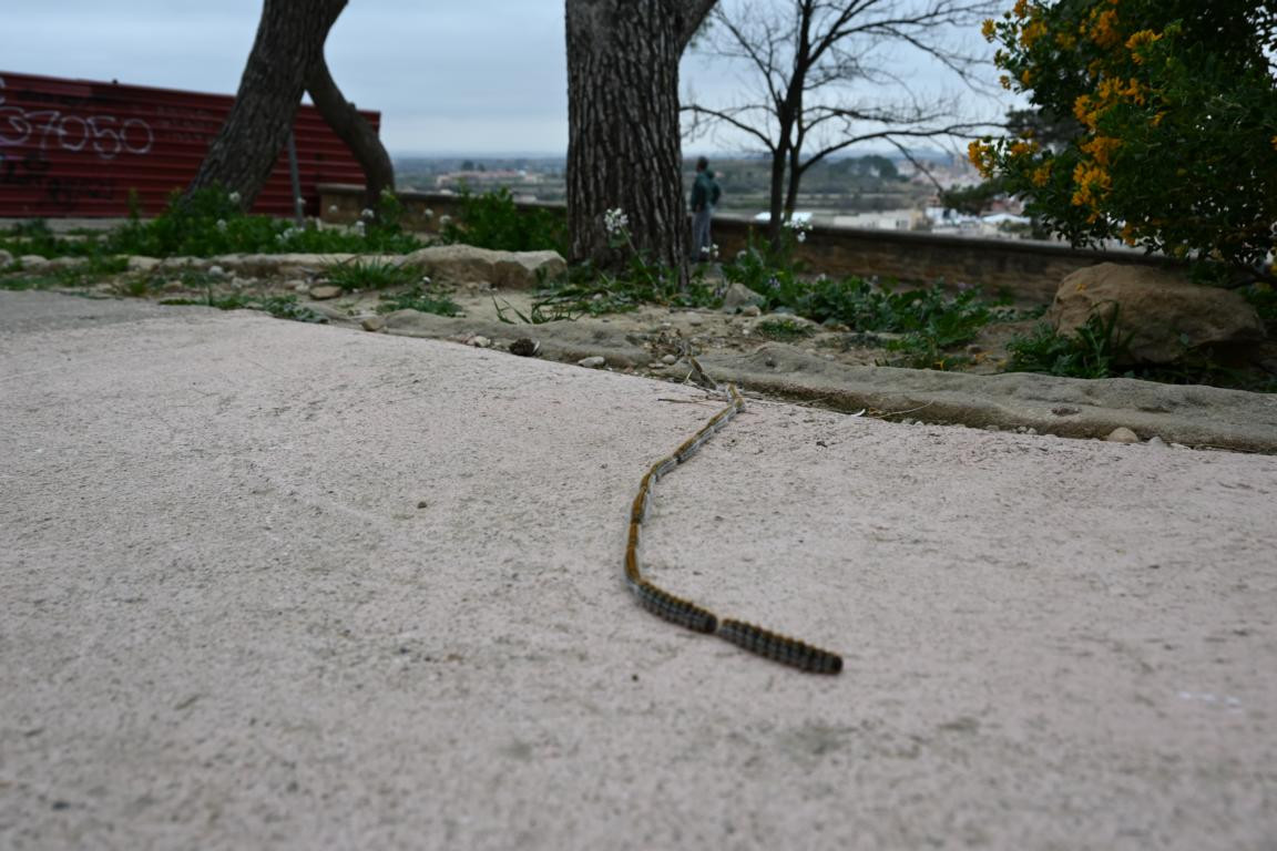 Klicke auf die Grafik für eine vergrößerte Ansicht  Name: DSC_9008.jpg Ansichten: 0 Größe: 188,5 KB ID: 3352224