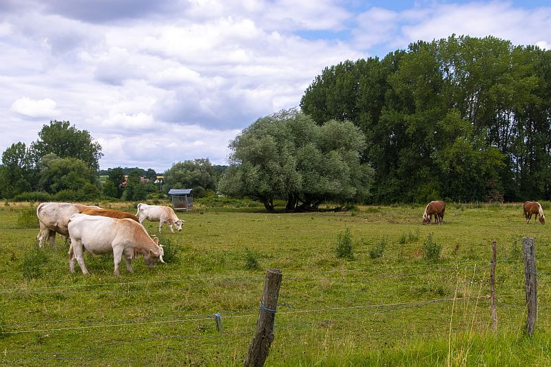 Klicke auf die Grafik für eine vergrößerte Ansicht  Name: 04 Ländliche Umgebung bei Joncherey.jpg Ansichten: 0 Größe: 184,5 KB ID: 3352235