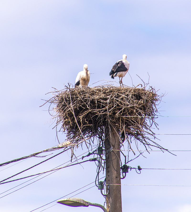 Klicke auf die Grafik für eine vergrößerte Ansicht  Name: 07 Storchennester wo man hinsieht.jpg Ansichten: 0 Größe: 170,5 KB ID: 3352239