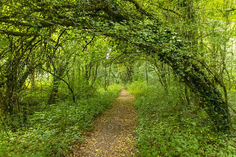 Klicke auf die Grafik für eine vergrößerte Ansicht  Name: 13 E5-Waldwandern zwischen Meroux und Danjoutin.jpg Ansichten: 0 Größe: 316,7 KB ID: 3352243