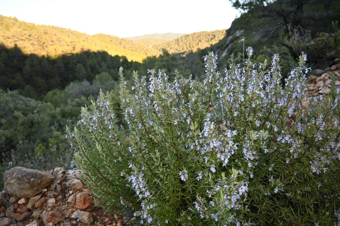 Klicke auf die Grafik für eine vergrößerte Ansicht  Name: DSC_9081.jpg Ansichten: 0 Größe: 304,3 KB ID: 3352297