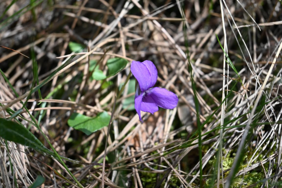 Klicke auf die Grafik für eine vergrößerte Ansicht

Name: DSC_9409.jpg
Ansichten: 47
Größe: 239,1 KB
ID: 3352684