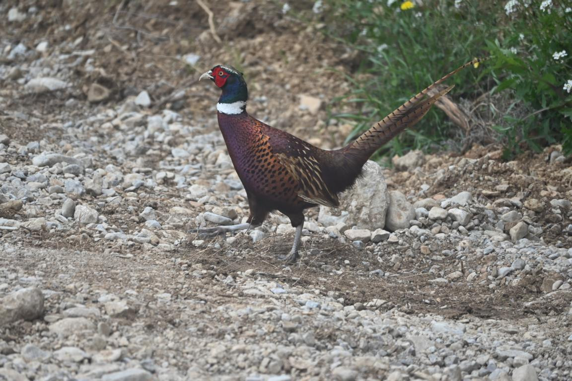 Klicke auf die Grafik für eine vergrößerte Ansicht

Name: DSC_9662.jpg
Ansichten: 48
Größe: 257,6 KB
ID: 3352695