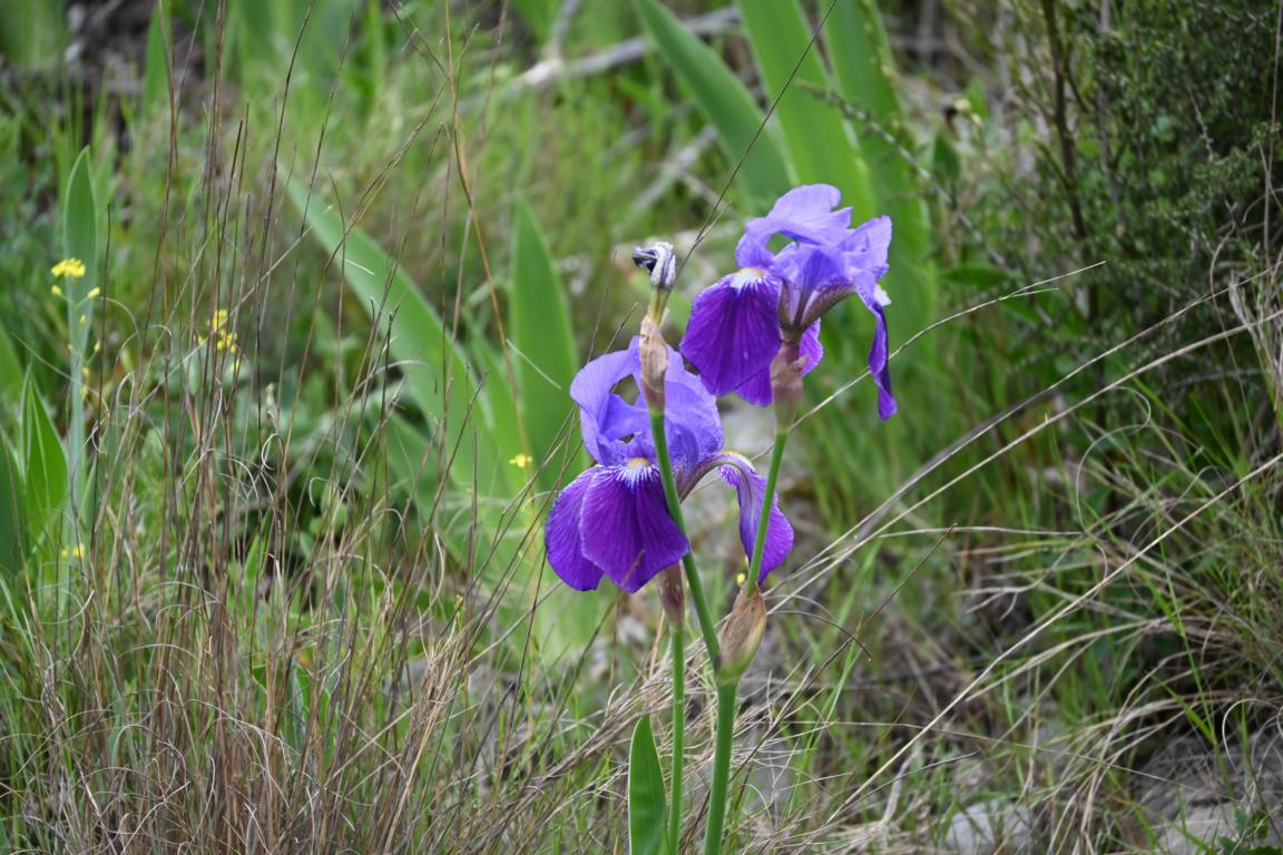 Klicke auf die Grafik für eine vergrößerte Ansicht

Name: DSC_9670.jpg
Ansichten: 48
Größe: 269,7 KB
ID: 3352696