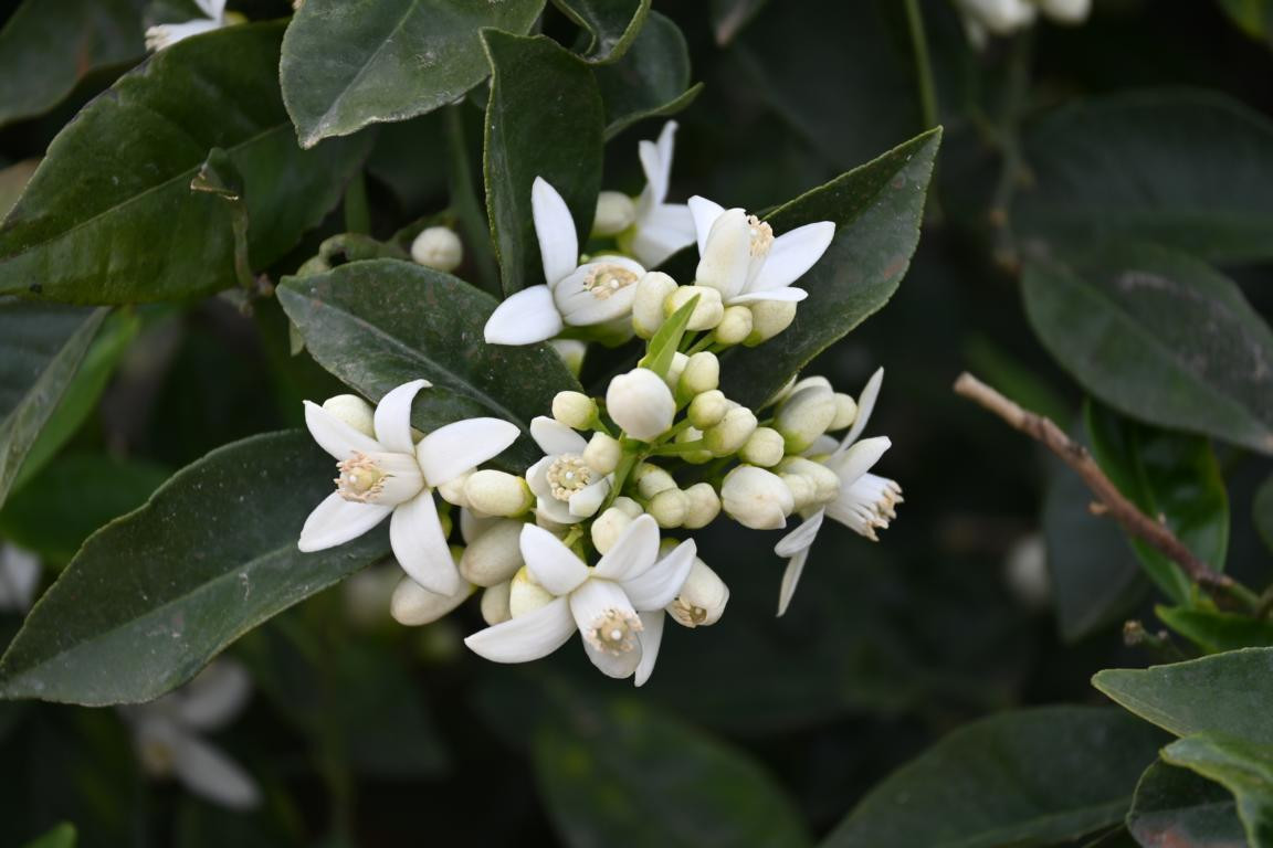 Klicke auf die Grafik für eine vergrößerte Ansicht

Name: DSC_9677.jpg
Ansichten: 48
Größe: 124,5 KB
ID: 3352698