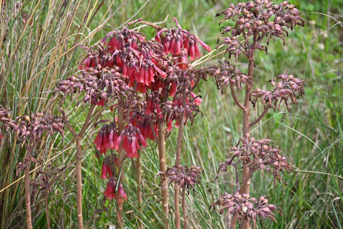 Klicke auf die Grafik für eine vergrößerte Ansicht

Name: DSC_9691.jpg
Ansichten: 48
Größe: 350,3 KB
ID: 3352700