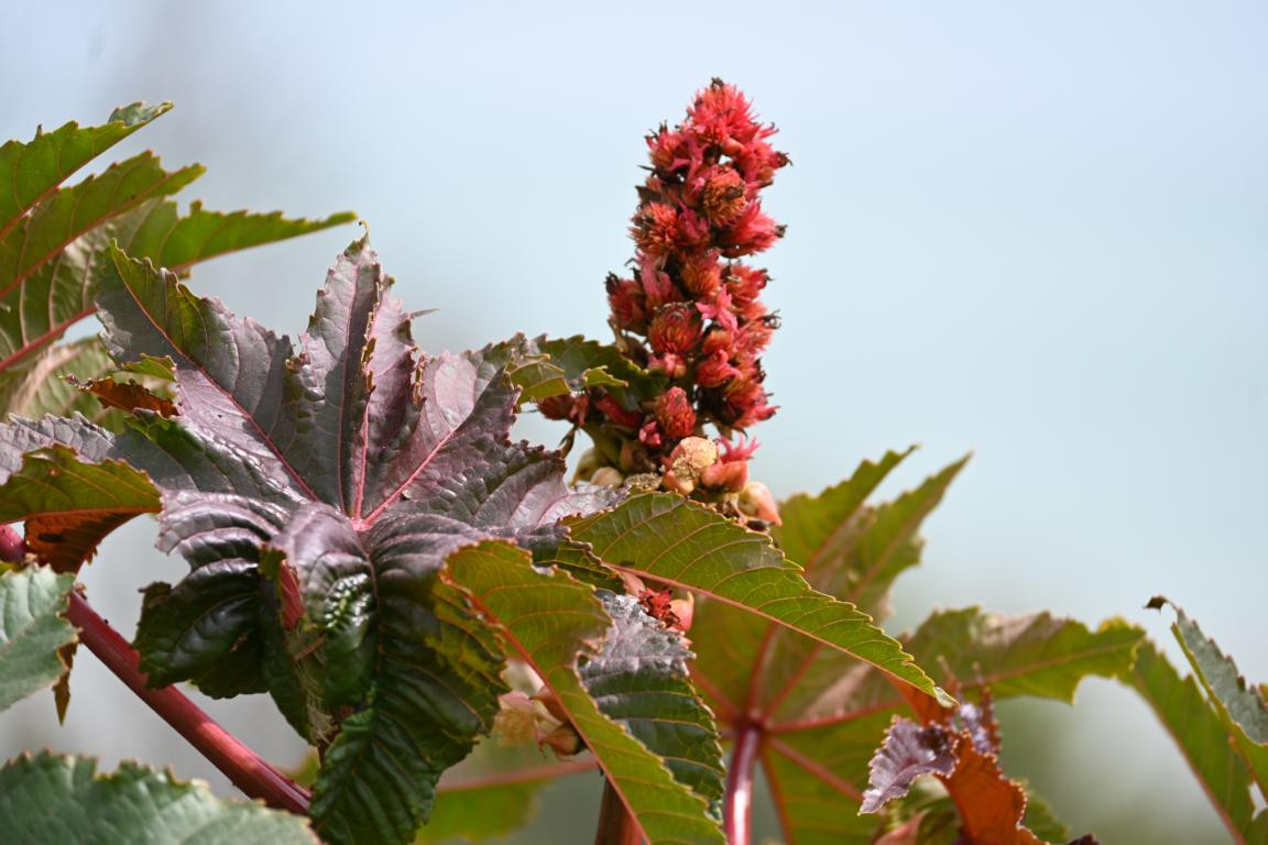 Klicke auf die Grafik für eine vergrößerte Ansicht

Name: DSC_9694.jpg
Ansichten: 48
Größe: 168,9 KB
ID: 3352701