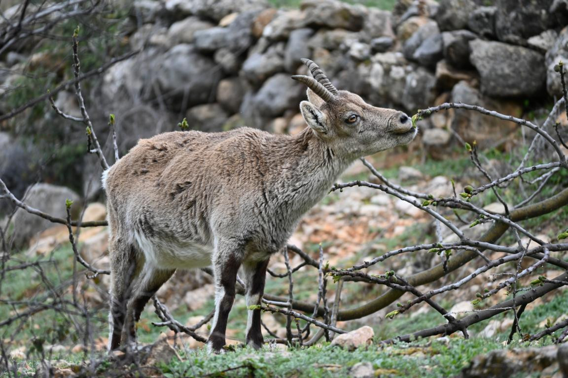 Klicke auf die Grafik für eine vergrößerte Ansicht

Name: DSC_9741.jpg
Ansichten: 0
Größe: 248,1 KB
ID: 3352855