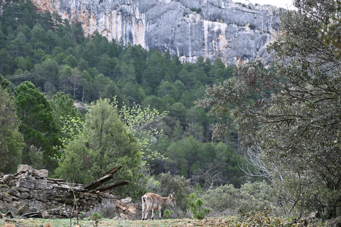 Klicke auf die Grafik für eine vergrößerte Ansicht

Name: DSC_9783.jpg
Ansichten: 0
Größe: 347,3 KB
ID: 3352857