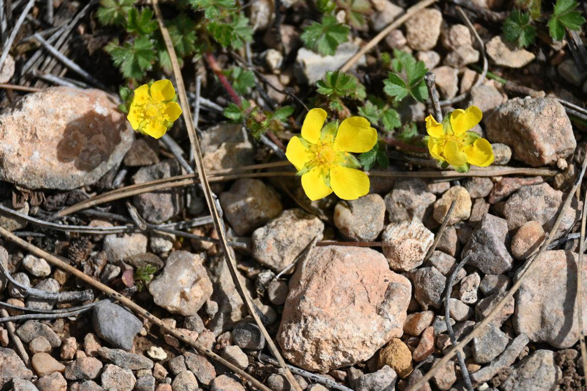 Klicke auf die Grafik für eine vergrößerte Ansicht

Name: DSC_9889.jpg
Ansichten: 0
Größe: 301,1 KB
ID: 3352866