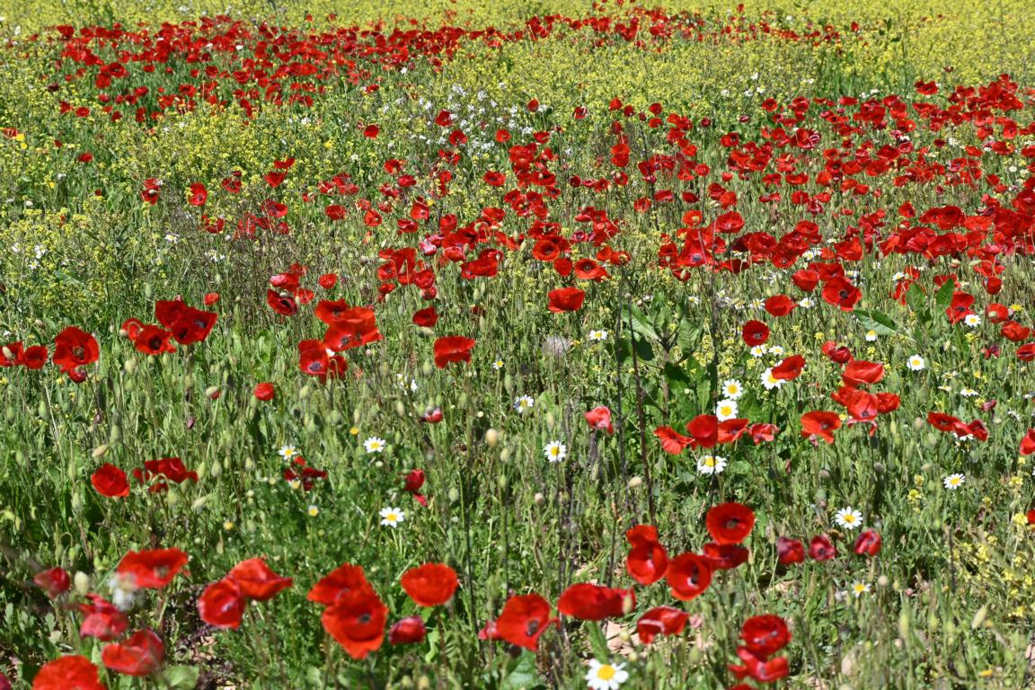 Klicke auf die Grafik für eine vergrößerte Ansicht

Name: DSC_0192.jpg
Ansichten: 272
Größe: 486,9 KB
ID: 3353016