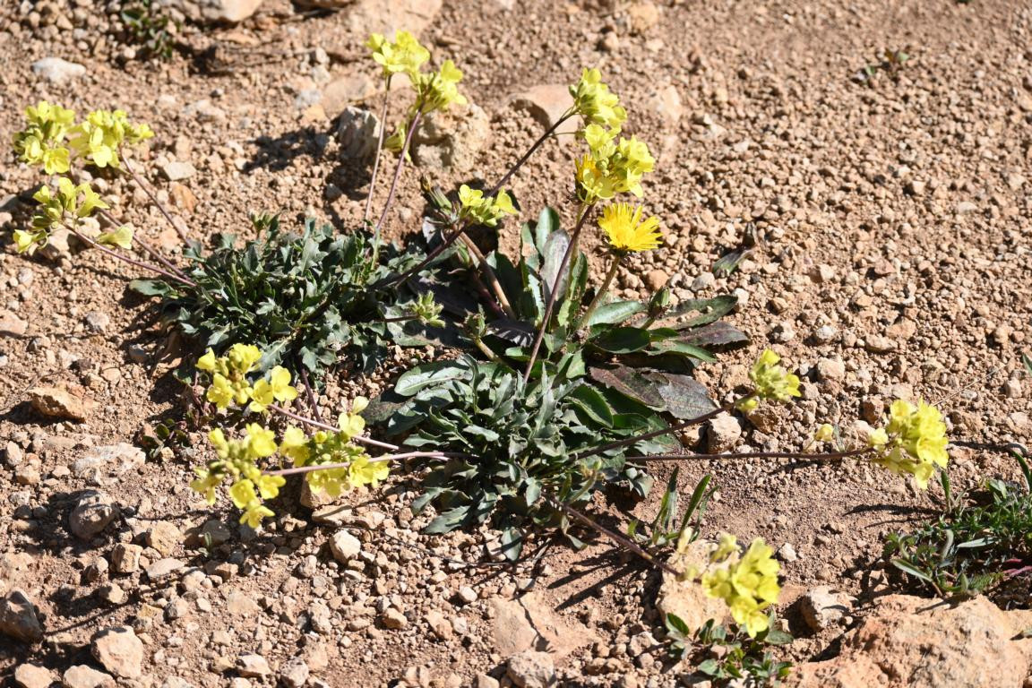 Klicke auf die Grafik für eine vergrößerte Ansicht

Name: DSC_0264.jpg
Ansichten: 273
Größe: 446,7 KB
ID: 3353024