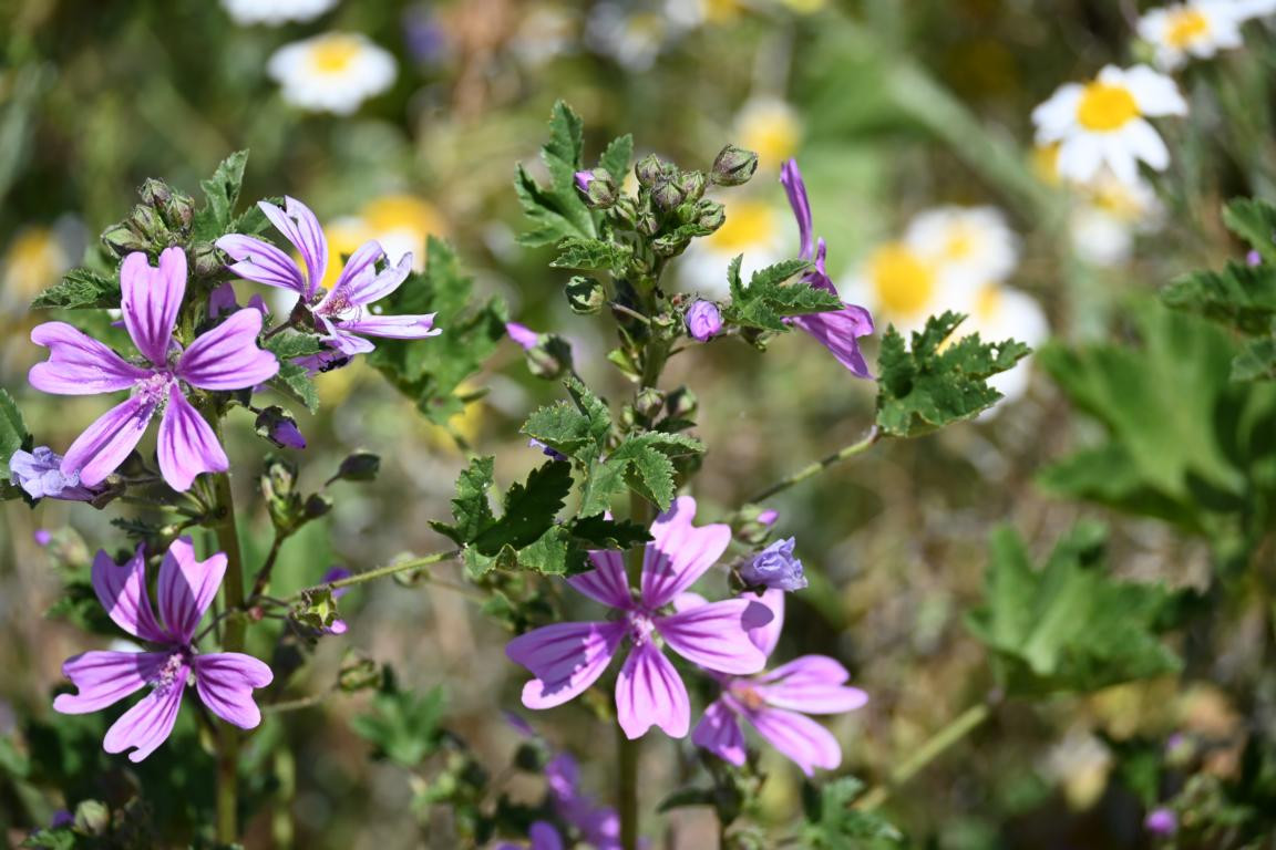 Klicke auf die Grafik für eine vergrößerte Ansicht

Name: DSC_0512.jpg
Ansichten: 237
Größe: 199,6 KB
ID: 3353126