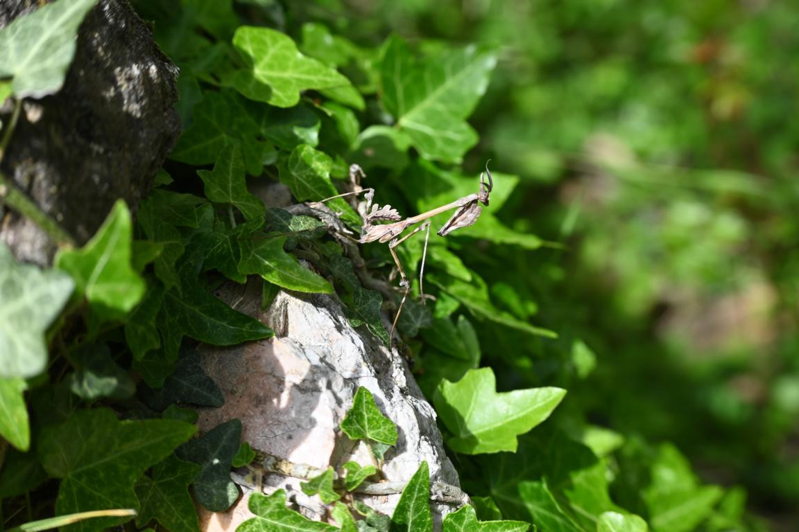 Klicke auf die Grafik für eine vergrößerte Ansicht

Name: DSC_0602.jpg
Ansichten: 241
Größe: 172,3 KB
ID: 3353128