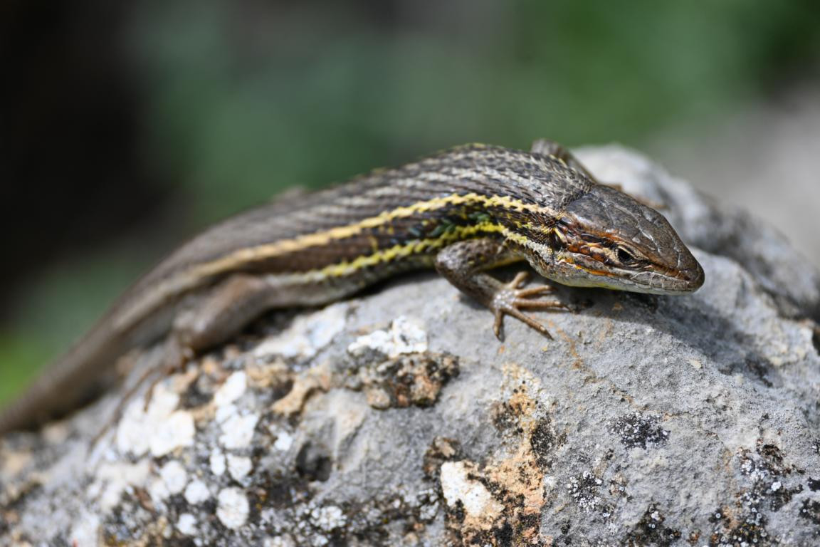 Klicke auf die Grafik für eine vergrößerte Ansicht

Name: DSC_1799.jpg
Ansichten: 239
Größe: 173,4 KB
ID: 3353129