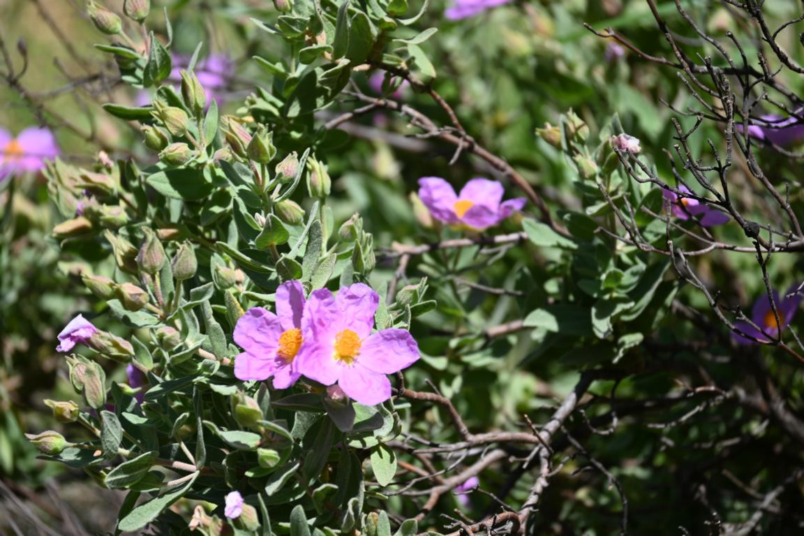 Klicke auf die Grafik für eine vergrößerte Ansicht

Name: DSC_0275.jpg
Ansichten: 237
Größe: 247,2 KB
ID: 3353130