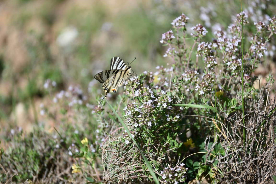 Klicke auf die Grafik für eine vergrößerte Ansicht

Name: DSC_0939.jpg
Ansichten: 235
Größe: 259,4 KB
ID: 3353139