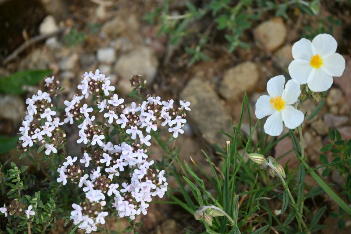 Klicke auf die Grafik für eine vergrößerte Ansicht

Name: DSC_0941.jpg
Ansichten: 233
Größe: 205,7 KB
ID: 3353140