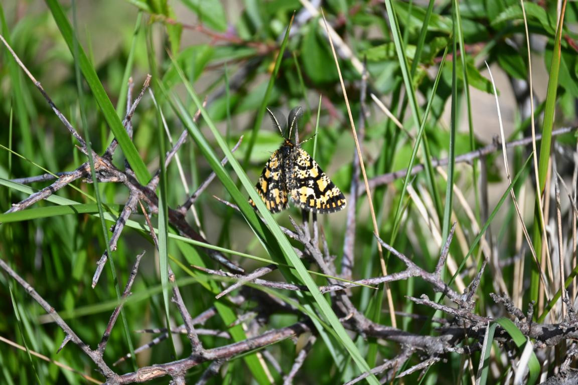 Klicke auf die Grafik für eine vergrößerte Ansicht

Name: DSC_0945.jpg
Ansichten: 235
Größe: 251,7 KB
ID: 3353142