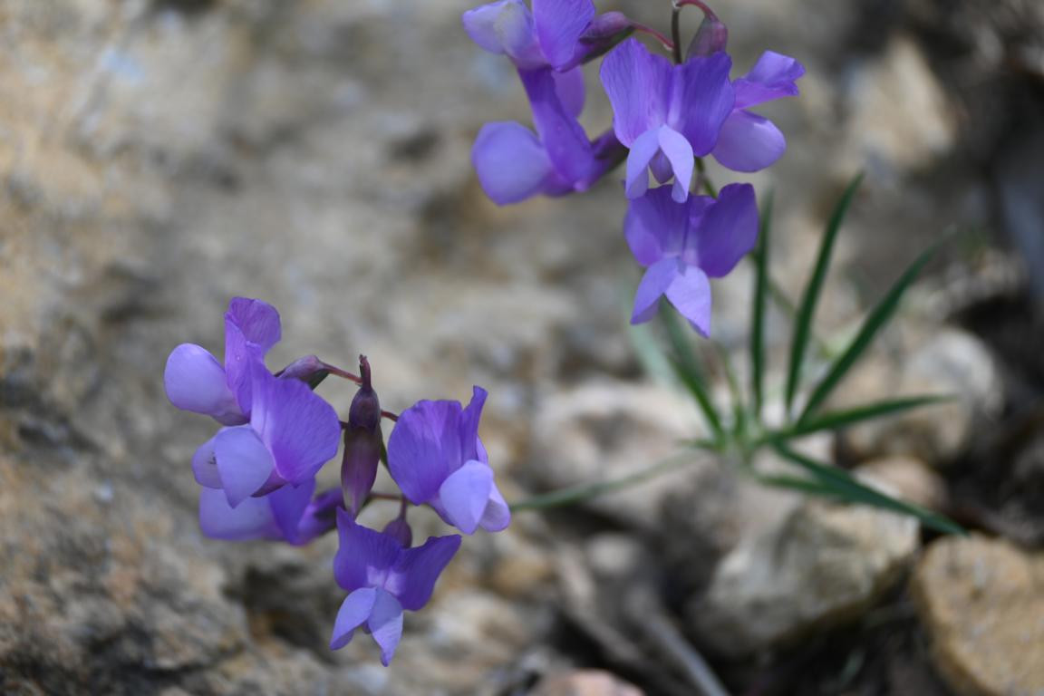 Klicke auf die Grafik für eine vergrößerte Ansicht

Name: DSC_0950.jpg
Ansichten: 237
Größe: 111,7 KB
ID: 3353143