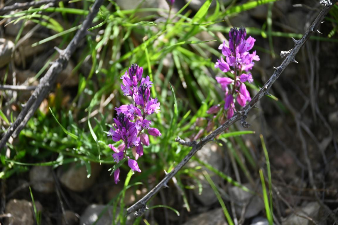 Klicke auf die Grafik für eine vergrößerte Ansicht

Name: DSC_0951.jpg
Ansichten: 237
Größe: 198,8 KB
ID: 3353144