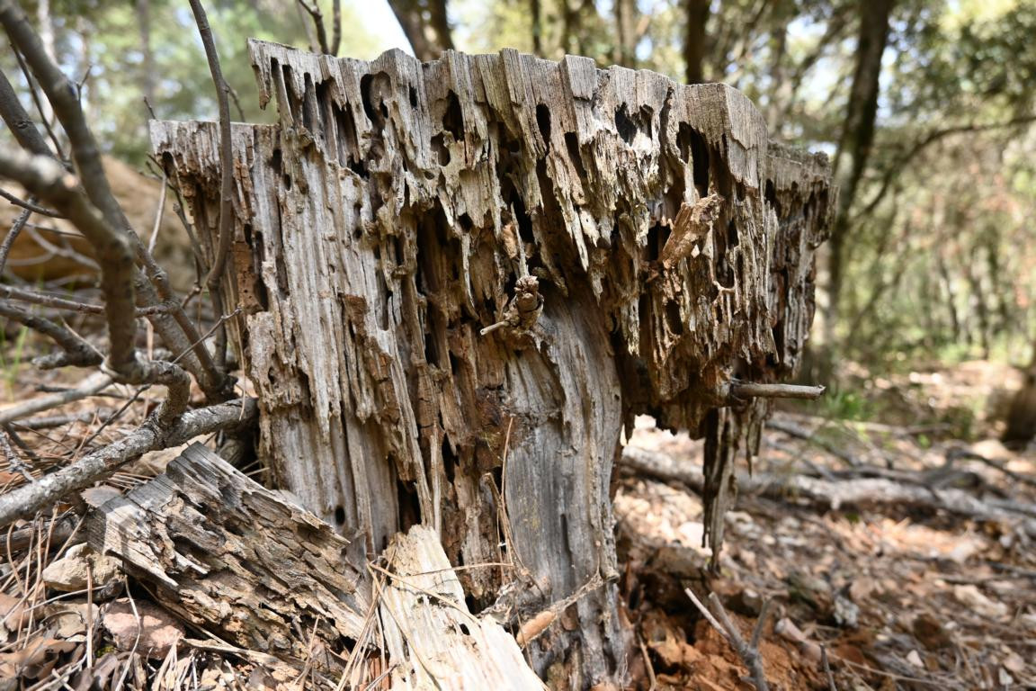 Klicke auf die Grafik für eine vergrößerte Ansicht

Name: DSC_0983.jpg
Ansichten: 236
Größe: 318,1 KB
ID: 3353149