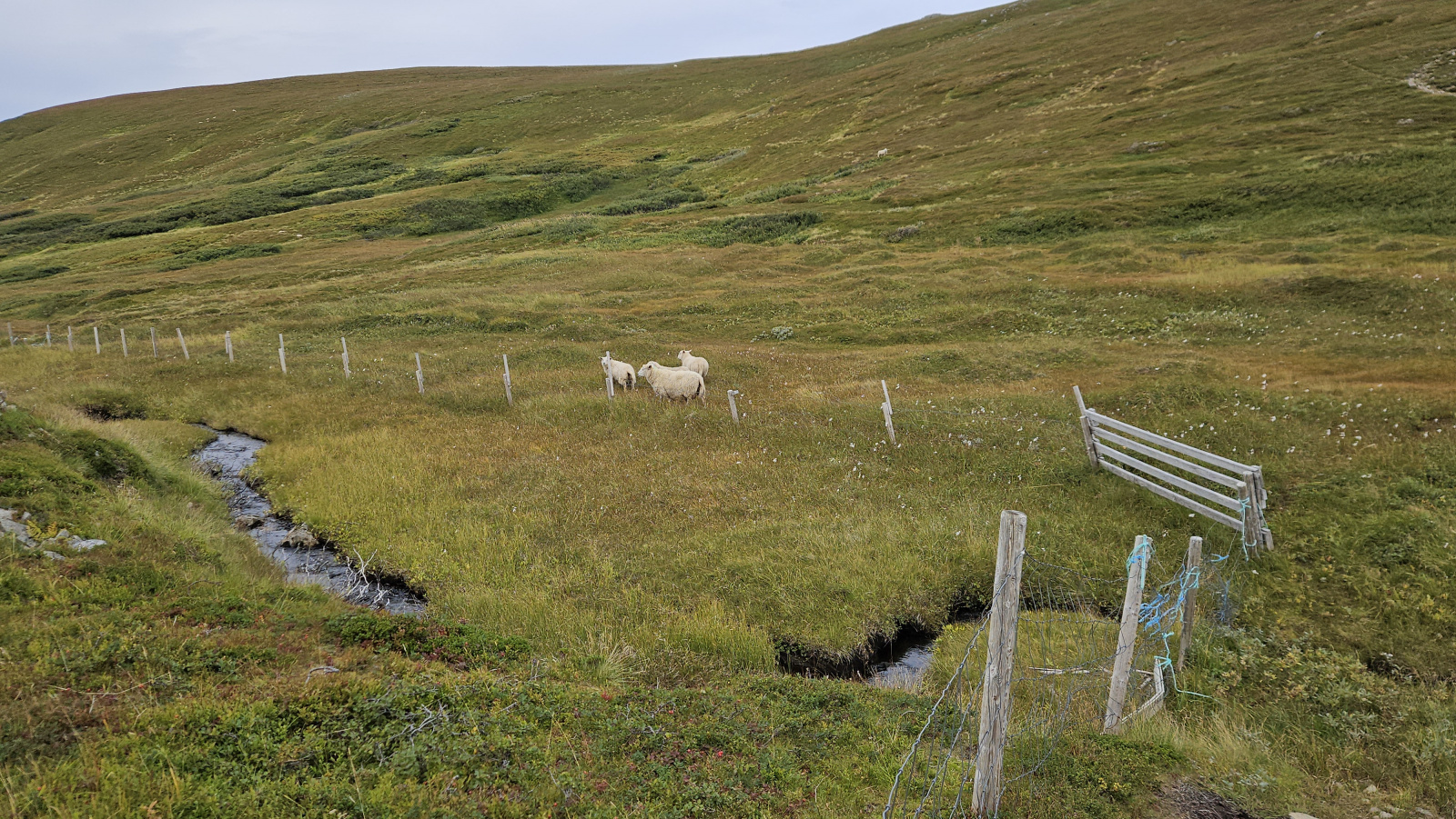 Klicke auf die Grafik für eine vergrößerte Ansicht

Name: 20250902_110816 Schafe.jpg
Ansichten: 119
Größe: 994,0 KB
ID: 3353256