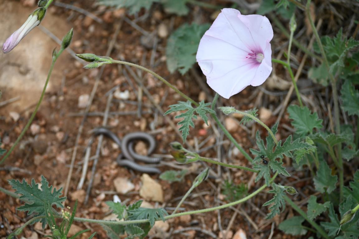 Klicke auf die Grafik für eine vergrößerte Ansicht

Name: DSC_1187.jpg
Ansichten: 203
Größe: 182,8 KB
ID: 3353368