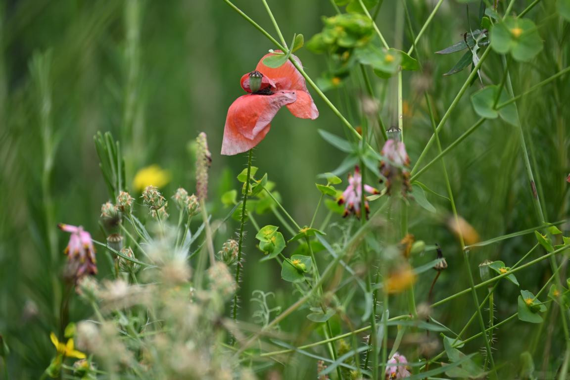 Klicke auf die Grafik für eine vergrößerte Ansicht

Name: DSC_1192.jpg
Ansichten: 206
Größe: 164,1 KB
ID: 3353369